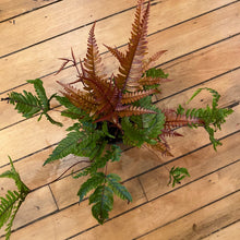 Load image into Gallery viewer, Assorted Fern

