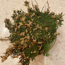 Load image into Gallery viewer, Rose of Jericho Plant
