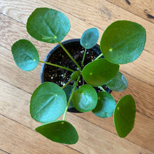 Load image into Gallery viewer, Pilea Peperomoides
