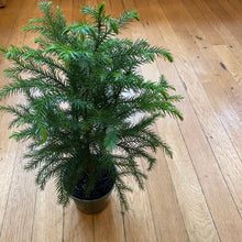 Load image into Gallery viewer, Norfolk Pine
