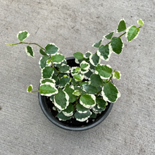 Load image into Gallery viewer, Ficus Creeping Fig
