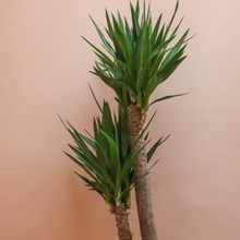 Load image into Gallery viewer, Yucca Cane Tree
